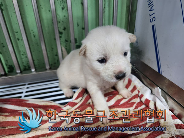 한국동물구조관리협회_441409202302073